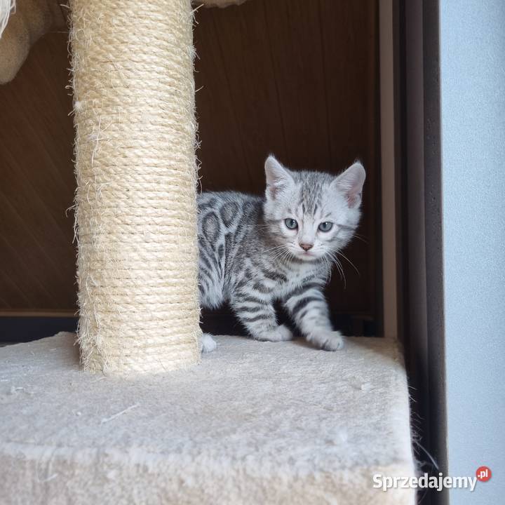 Srebrne kocięta bengalskie śląskie Lubliniec