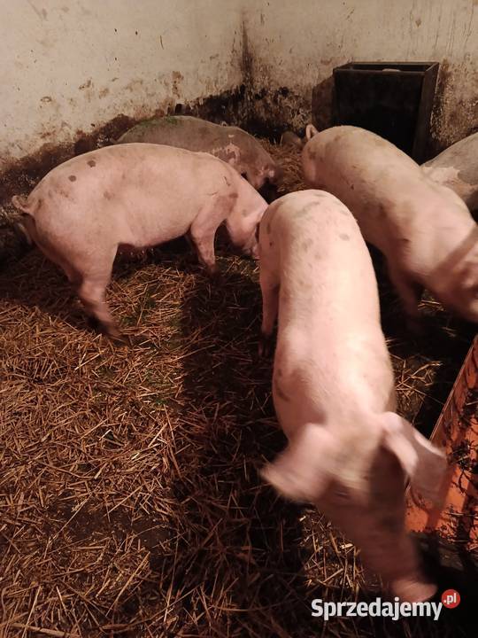 Swojskie Tuczniki 100120 Trzoda chlewna Sierakowice sprzedam