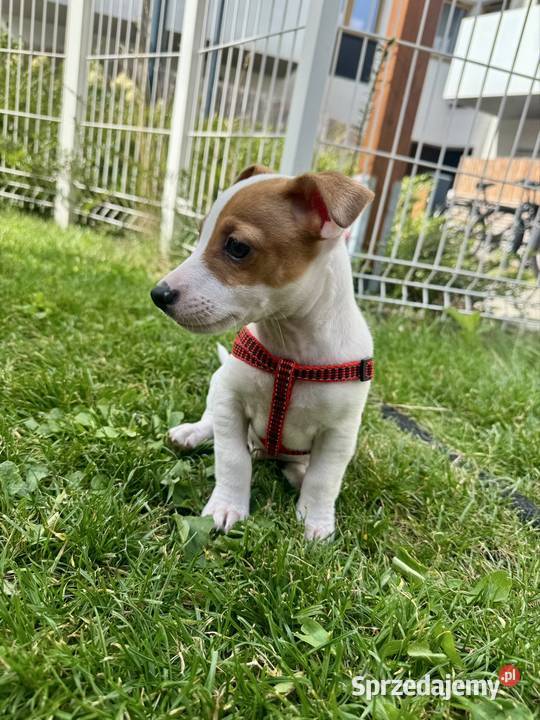 Cudowny szczeniak Jack Russell Terrier rodowód Jack Russell Terrier Poznań