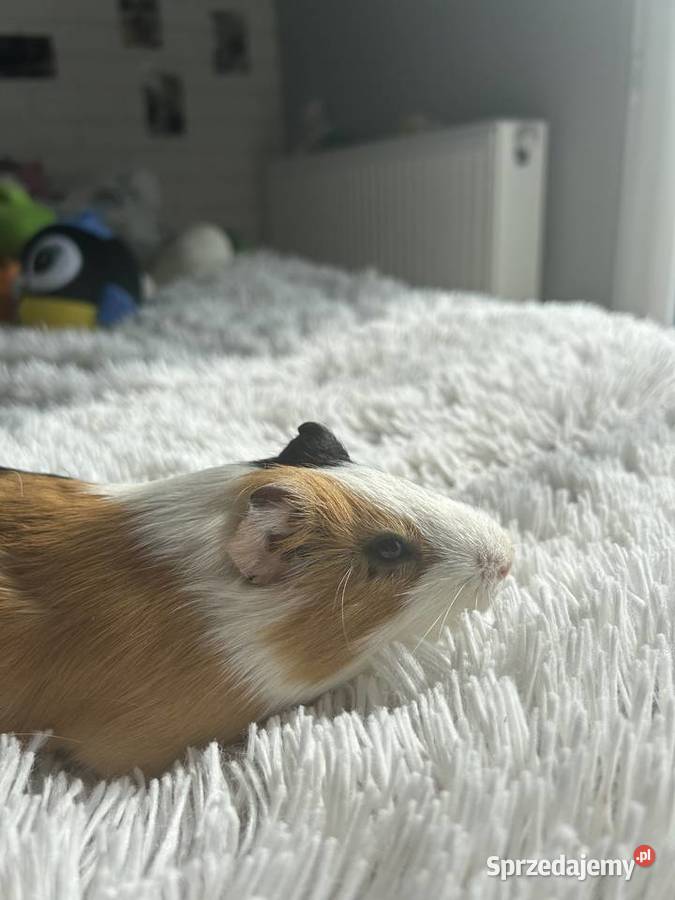 Sprzedam świnki morskie8miesięczne samce Giżycko
