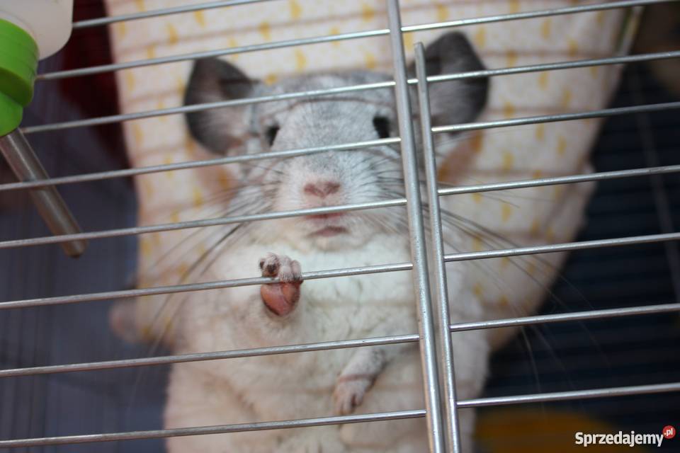 Szynszyla barwna mozaika szynszyl Kaniów