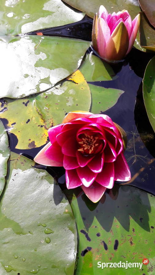 Lilia wodna Nenufar podkarpackie Sarzyna