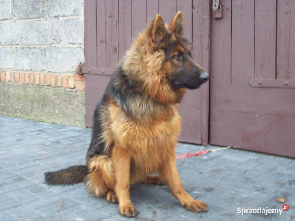 Owczarek Niemiecki Długowłosy roczna suczka