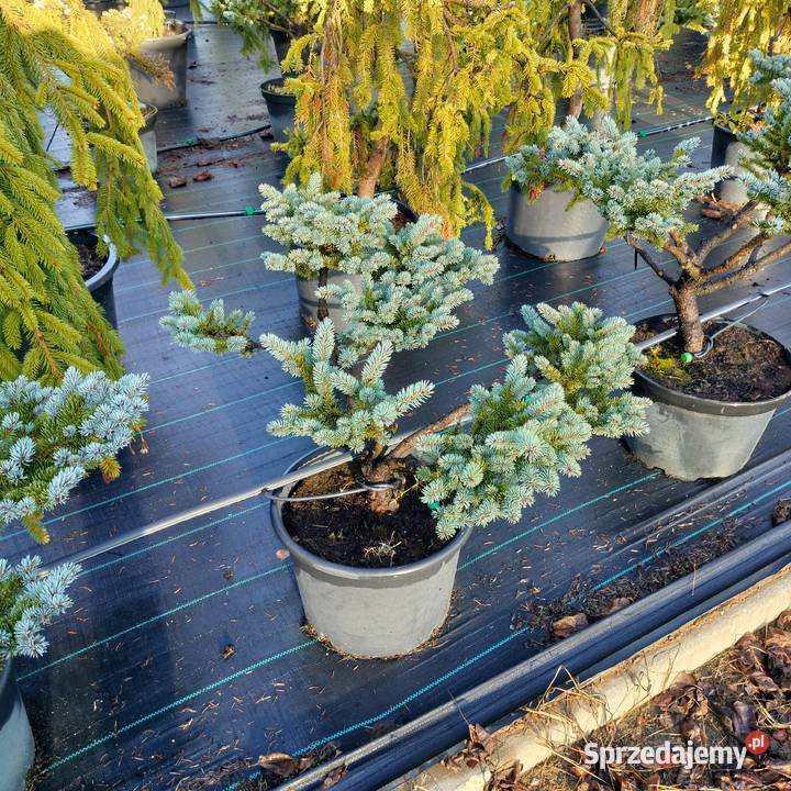 Bonsai jałowiec sosna świerk jodła łódzkie Jelitów