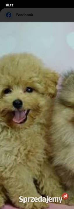 Poomapo szczeniętaRezerwacja Bolesławiec sprzedam