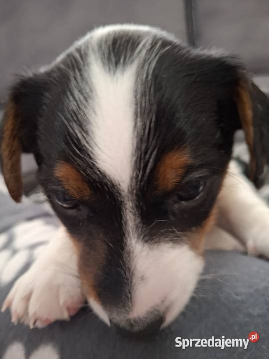 Jack Russell Terrier lubelskie Łuków