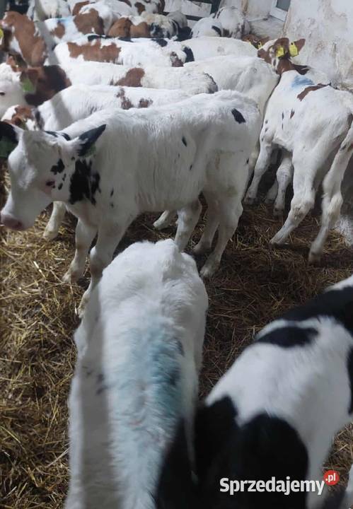 Cielęta mięsne byczki Grabów nad Prosną