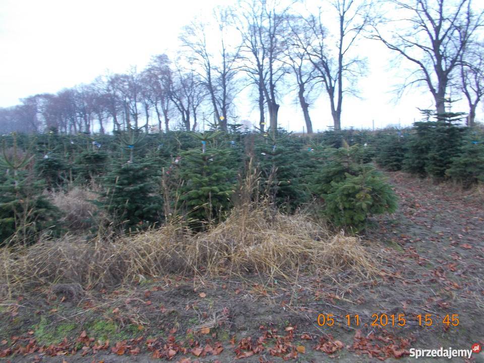 CHOINKI JODŁA KAUKASKA Ogród Mszczonów