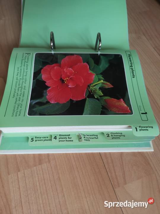 Kwiaty w domu Wałbrzych