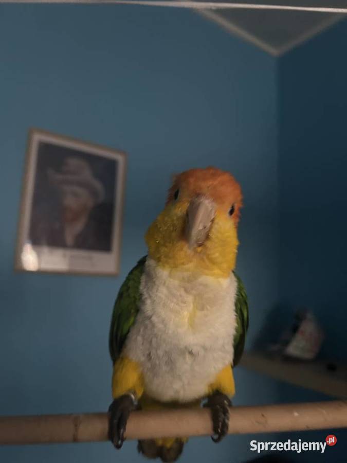 Barwinka białobrzucha Ptaki wielkopolskie Poznań