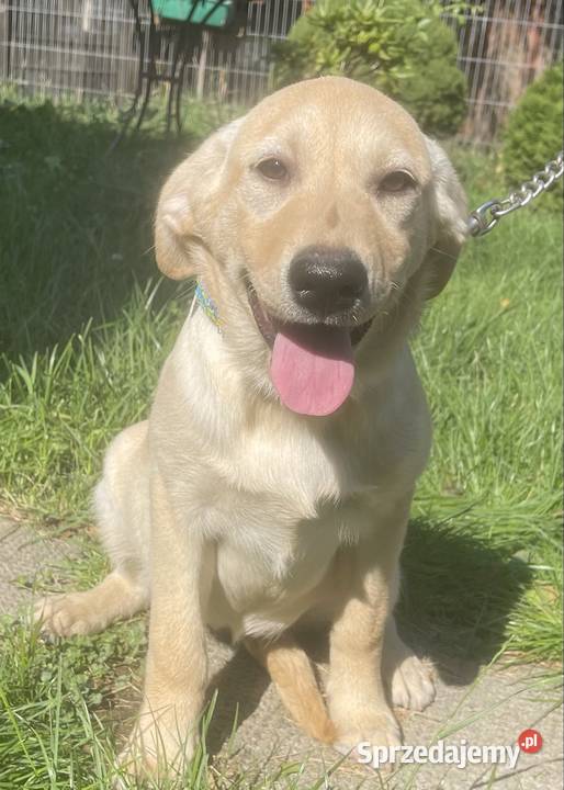 Labrador szczeniak Bielsko-Biała