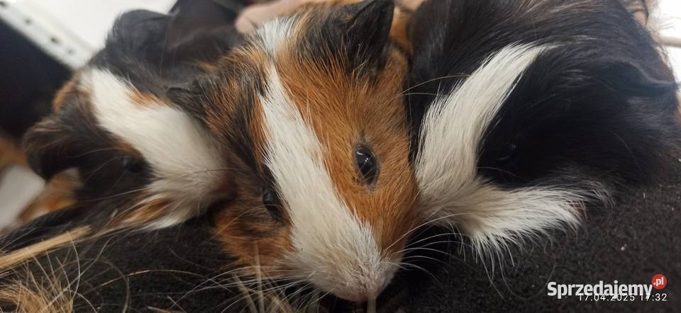 Świnka morska cavia domowa cawia małopolskie Tarnów