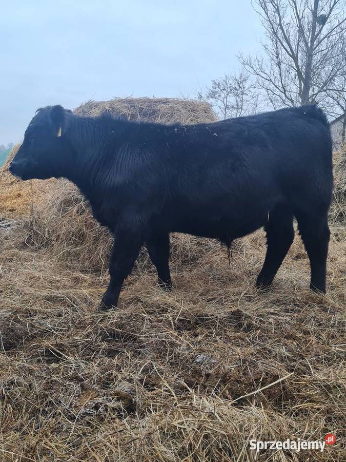 Byk Angus czarny 100 pod oceną PZHiPBM odsadek Bydło Szlatyn