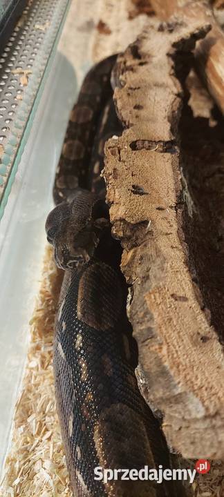 Boa Imperator Tychy