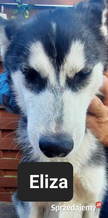 Szczeniaki syberiany husky Reda