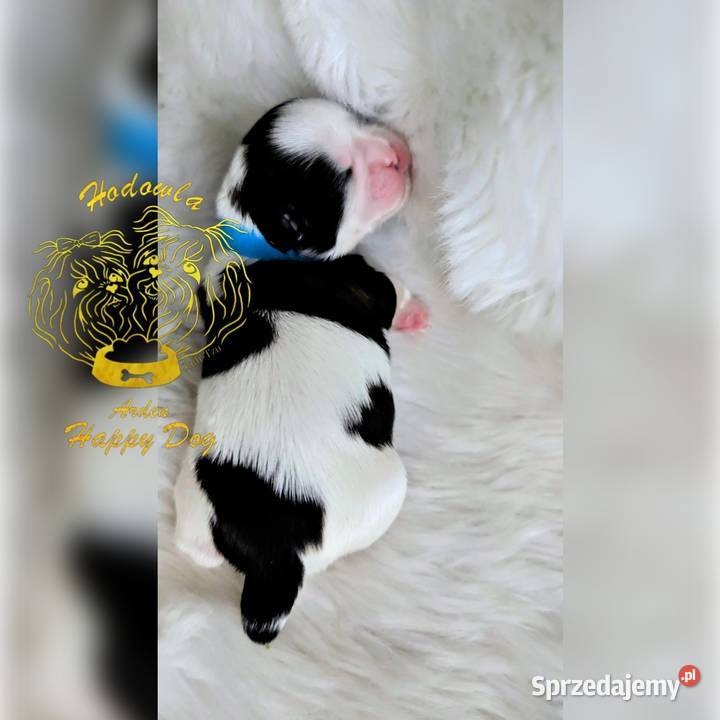 Szczenięta shih tzu Zawiercie