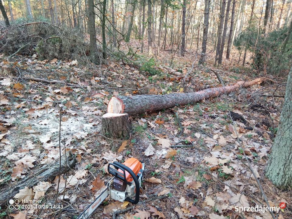 Koszenie karczowanie wycinka drzew śląskie Sławków