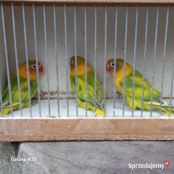 Nierozłączki czarnogłowe szeki 2025r Garwolin