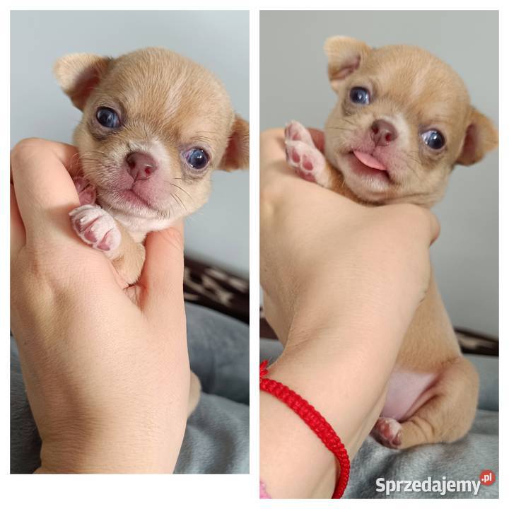 Suczka Chihuahua krótkowłosa liliowa rodowód