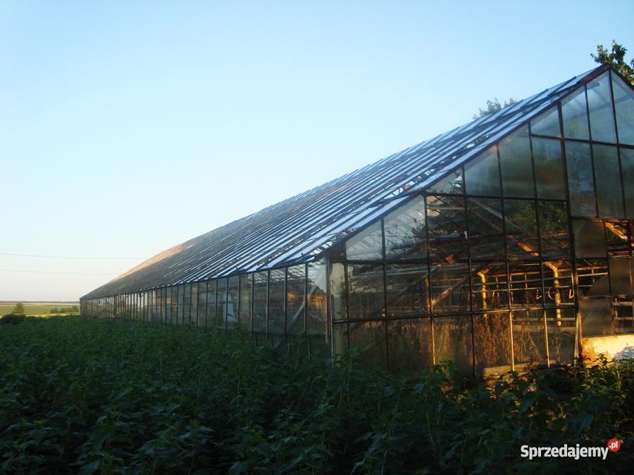 szklarnię do rozbiórki 300m2 lubelskie