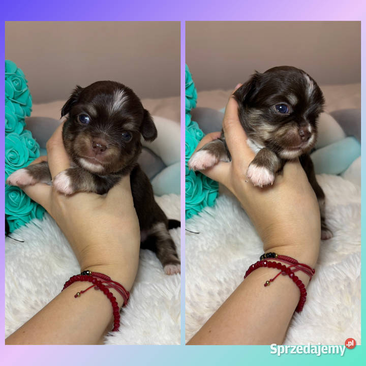 Chihuahua piesek długowłosy tricolor czekoladowy Bełchatów sprzedam