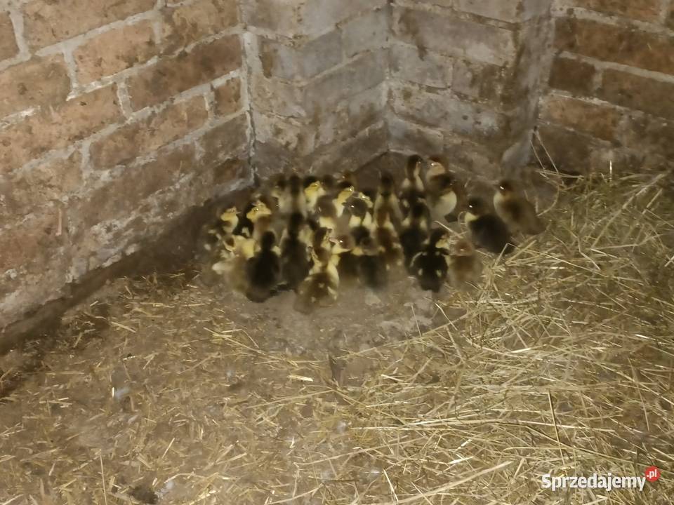Sprzedam kaczki francuskie Lubartów