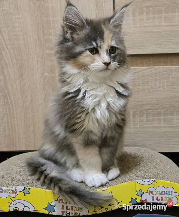 Kocięta Maine Coon z rodowodem FPLFIFe Kościan