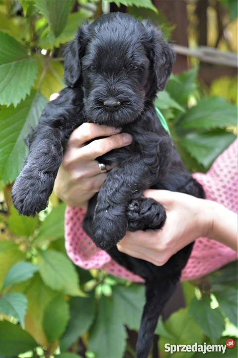 Czarny Terier szczeniaki ZKWPFCI Szczecin