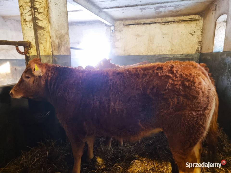 SPRZEDAM jałówkI rasy Limousine BEZROŻNE rogi Ustrzesz sprzedam