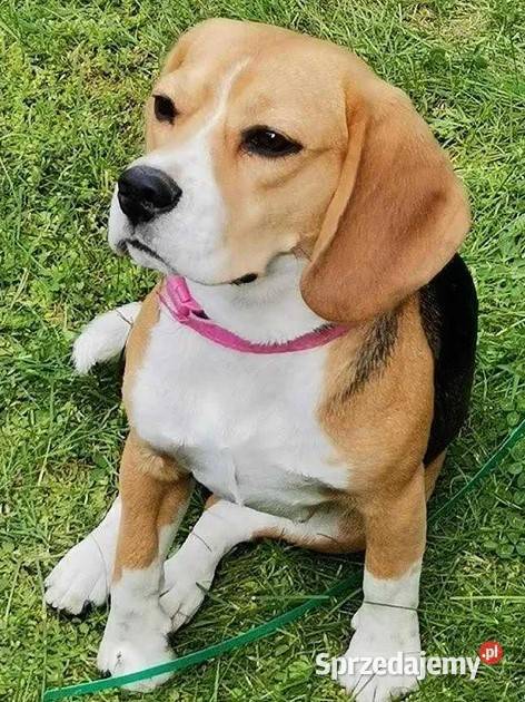 Cudowny Beagielek ZKwP FCI chamiponie Beagle Mińsk Mazowiecki