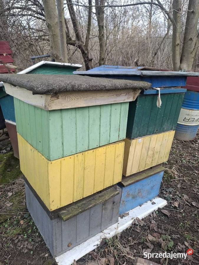 Ule Wielkopolskie Bochnia sprzedam