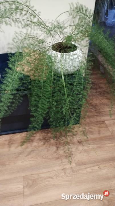 Kwiaty duże wyrośnięte palma asparagusBenjamin Kompozycje kwiatowe opolskie Krapkowice sprzedam