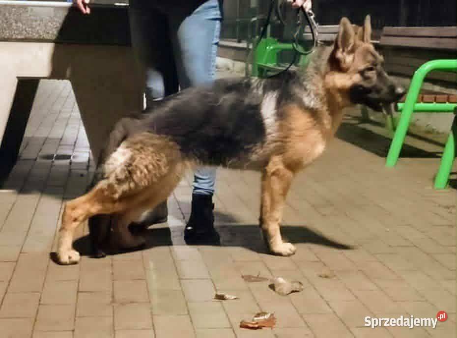 SZCZENIETA OWCZARKI NIEMIECKIE Z RODOWODEM FCI Grajewo