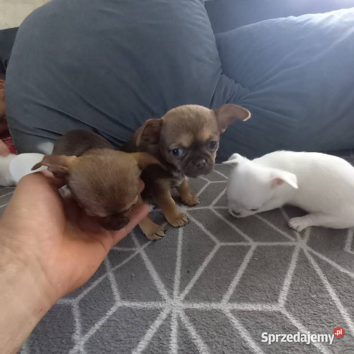 Szczeniaki Chihuahua Garwolin sprzedam