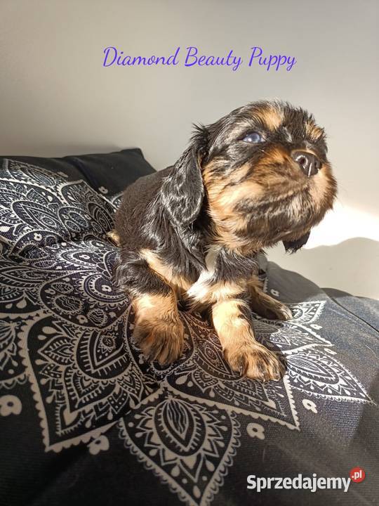 Suczka Cavalier King Charles spaniel maści Bt śląskie