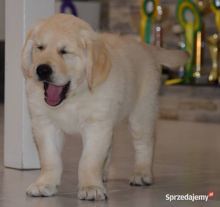 Szczenięta Golden Retriever ZKWP FCI mazowieckie