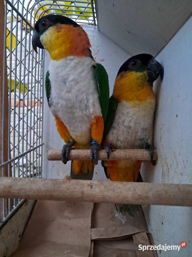 Barwinki czarnogłowe Tryńcza