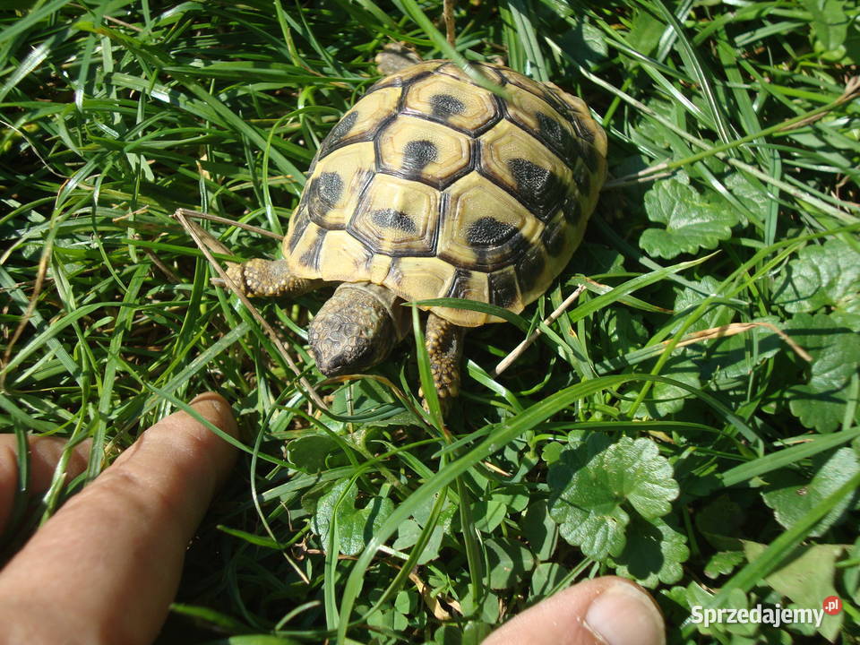 Żółwik grecki Lublin