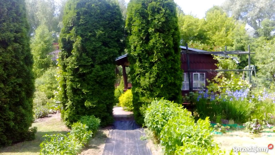 Działka rekreacyjna ROD Jarzynka w Pułtusku 37zł/m2 mazowieckie Pułtusk