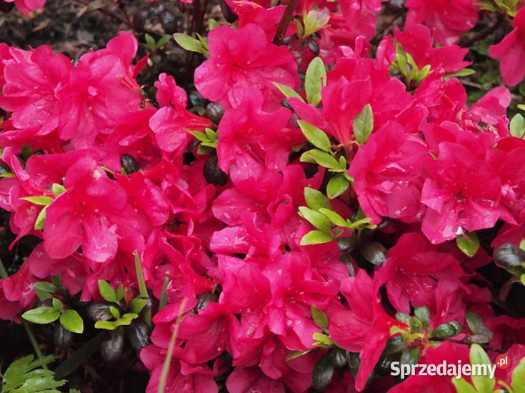 Azalia Japońska miniaturka ogrodowa Liściaste Knurów