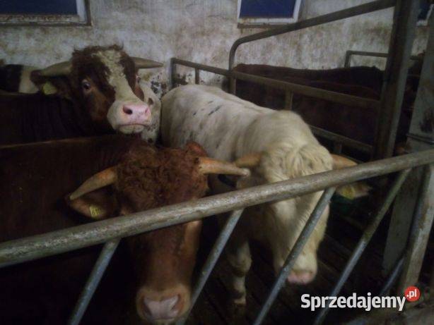 Transport zwierząt bydła koni żywca Ostrów Mazowiecka