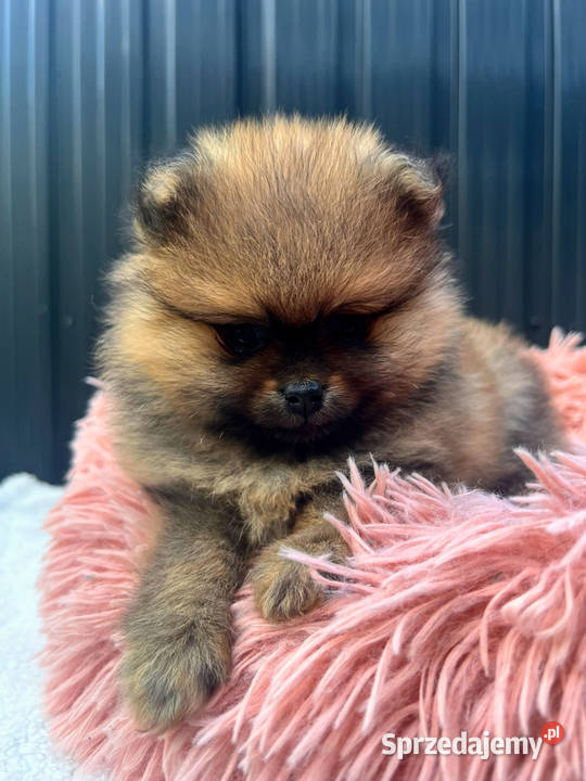 Szpic Miniaturowy Pomeranian Szpic miniaturowy
