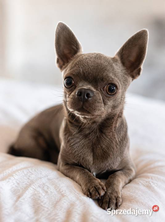Reproduktor chihuahua Lilac badania DNA Psy łódzkie Bełchatów