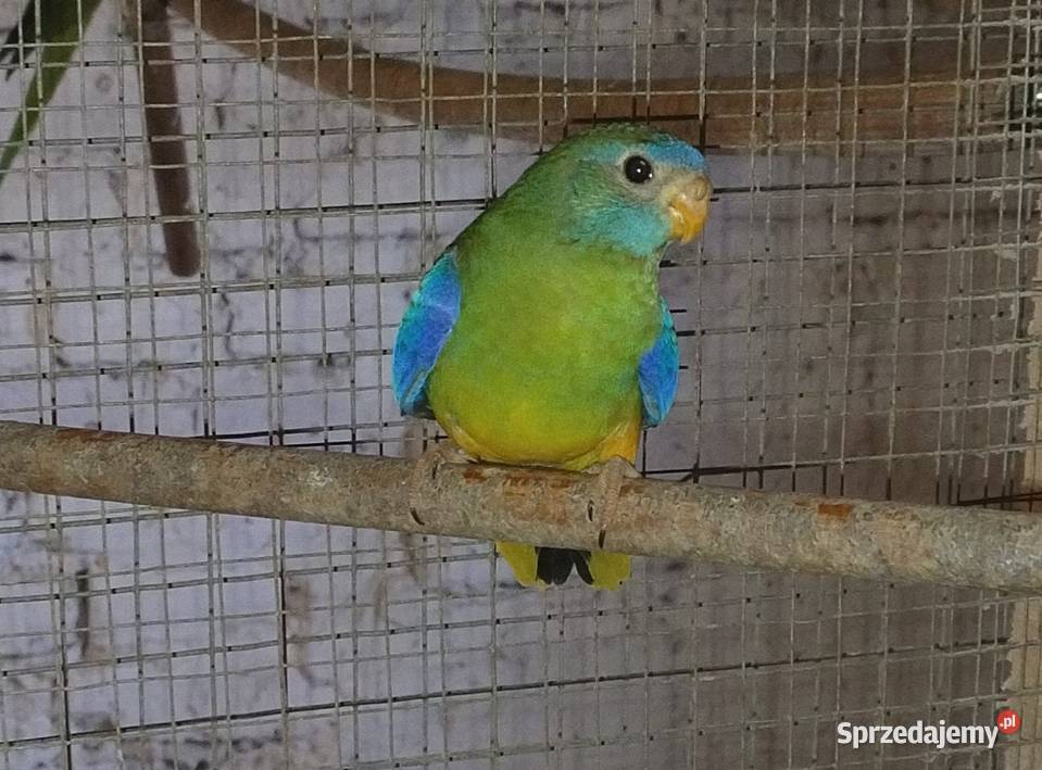 Papugi swiergoty Wodzisław Śląski sprzedam