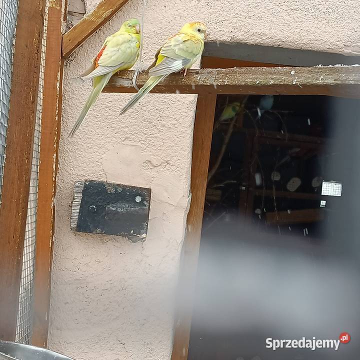 Sprzedam parę papug Ptaki Pleszew