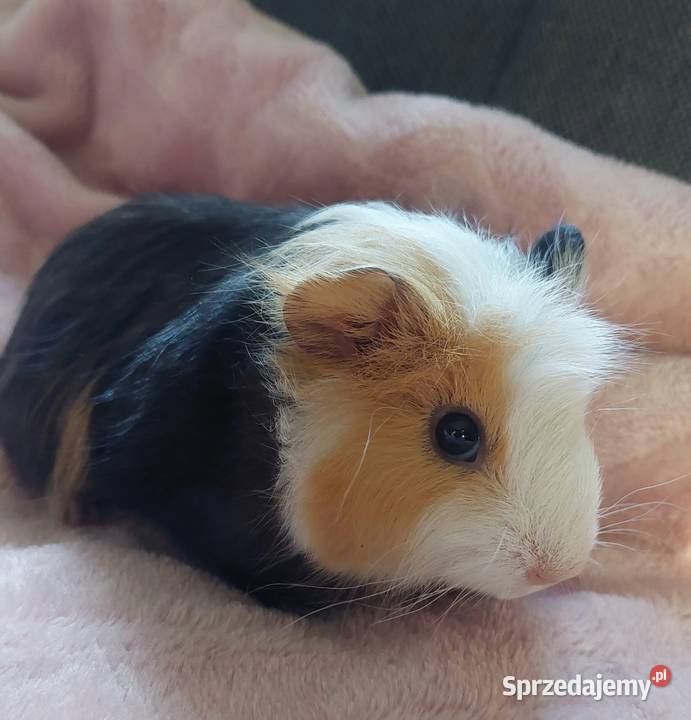 Świnki morskie młode Turobin