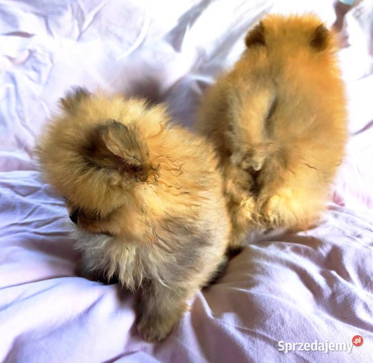 Pomeranian szpic miniaturowy łódzkie Łódź