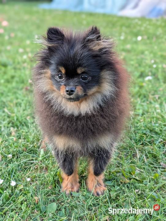 Pomeranian szpic miniatorowy Wieliczka sprzedam