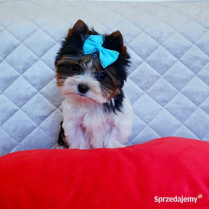 Śliczny maleńki MINI mini piesek Biewer York