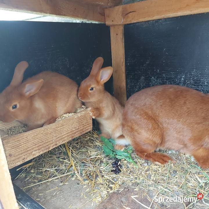Króliki nowozelandzkie mazowieckie Mińsk Mazowiecki
